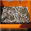 SX9372 : Sand eels in an orange plastic crate, back beach, Teignmouth by Robin Stott