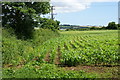 Millet field near Lelant