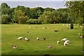 Geese on the grass