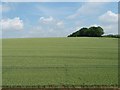 SU6132 : Large wheatfield, west of Northside Lane by Christine Johnstone