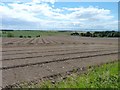 Ridged fields of potatoes