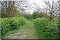 Royal Military Canal Path