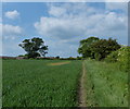 Footpath across the farmland to Leicester Forest East