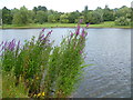 The Model Boating Pond, Hampstead Heath