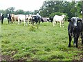 Curious bullocks at Magdalene Hall Farm