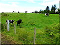 Cows, Mountjoy Forest West Division