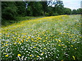 Wildflower meadow at Parliament Hill Fields