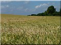 SU6230 : Tracks in a field of barley, near Old Park Wood by Christine Johnstone