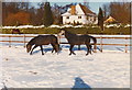 Caspian Ponies in a paddock by Ecton Lane, 1982