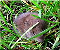 Field Vole