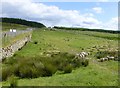 Sheep beside the A5091