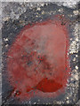 SD8695 : Red algae (?) on limestone by Karl and Ali