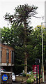 Monkey Puzzle Tree, Church Road, Ashford