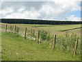 Pasture on Watherston Hill