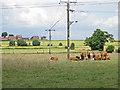 Crowle - cows and pylons