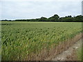 Wheatfield, south side of Belmore Lane