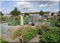 Hawthorn Allotments