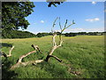 Branch in the meadow