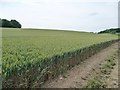 SU4945 : Edge of a wheatfield, north of Freefolk Wood by Christine Johnstone