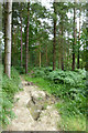 Path in a wood