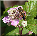 Insect on Bramble Flower