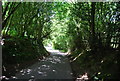 Approaching Walnut Tree Cross