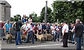 Awarding the rosettes at the sheep judging at The Square, Hilltown