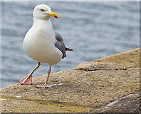 J5082 : Herring gull, Bangor harbour (July 2014) by Albert Bridge