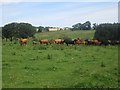 NU1321 : Cattle grazing at West Ditchburn by Graham Robson
