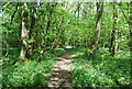 Sussex Border Path, Rowland Wood