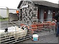 Black Faced Mourne Sheep at the Boley Competitions