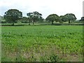 Maize field, north-east of New House Farm