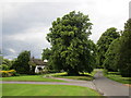 The village green, East Grafton