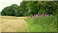 July field edge and wheat crop