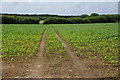 A field of young maize near Penhale