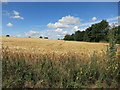 Ripening barley