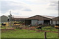 Cows clocking themselves in at Balk Wood Farm