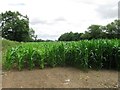 Field of Maize