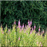SK4934 : Rosebay willow herb by David Lally