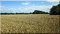 SJ4568 : Field of Wheat by Jeff Buck