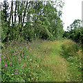 Path in Stapleford Wood