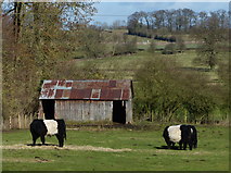 SP6495 : Belted Galloway cattle near Wistow by Mat Fascione
