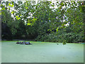 Brookmill Park: lake with algal bloom