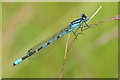 Common Blue Damselfly (Enallagma cyathigerum), Restenneth, Forfar