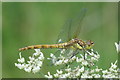 Female Common Darter (Sympetrum striolatum), Restenneth, Forfar