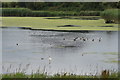 Wildfowl on Forfar Loch