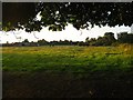 Wanborough Field (1)