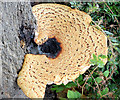 Fungus, Dunmurry (July 2014)