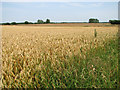 Wheat crop field