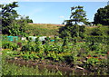 Droitwich Spa Railway and Allotments